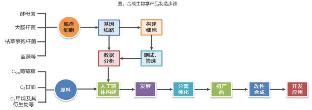 生物技术再造工业生产 从线性挥霍到循环智造的未来图谱